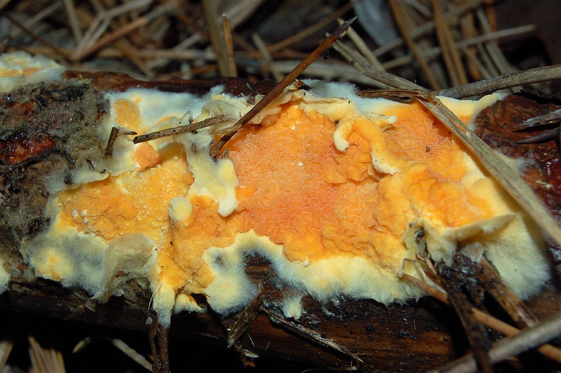 Ritrovamenti (Leucogyrophana mollusca?)